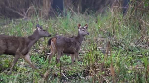 Два Самбарных Оленя Гуляют Высокой Траве Национального Парка Читван — стоковое видео