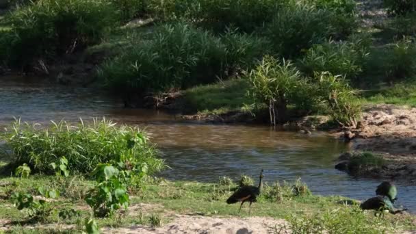 ストリームで暑い午後の間に右に向かって歩くと 緑のピーフクロウ パヴォ ムティカス フアイ カエン野生動物保護区 — ストック動画