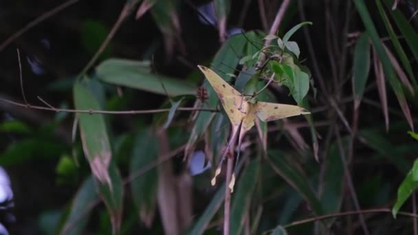 Hanging Twig While Wind Blows Hard Forest Malaysian Moon Moth — Vídeo de stock