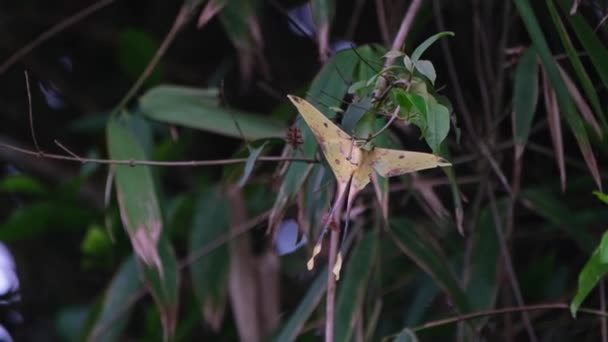 Hanging Twig While Wind Blows Hard Forest Malaysian Moon Moth — стоковое видео