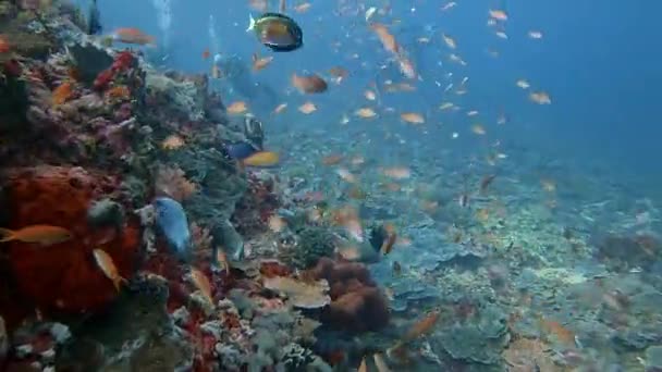 Nadar Cerca Pequeños Peces Arrecife Con Buceadores Fondo — Vídeo de stock