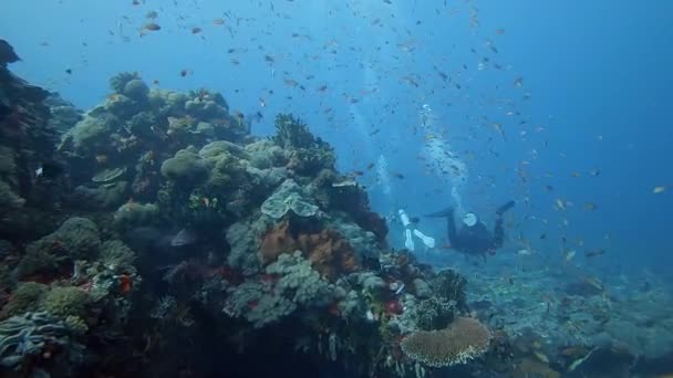 背景にはスキューバダイバーと一緒に健康なサンゴの隣で踊る小さなカラフルなサンゴ礁の魚 — ストック動画