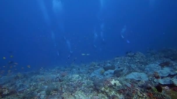 在健康的珊瑚礁之上的深蓝色海水中潜水的潜水员 — 图库视频影像