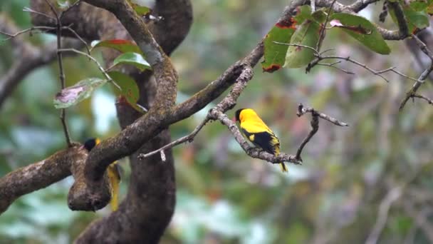 Two Black Hooded Orioles Sitting Some Tree Branches — Video