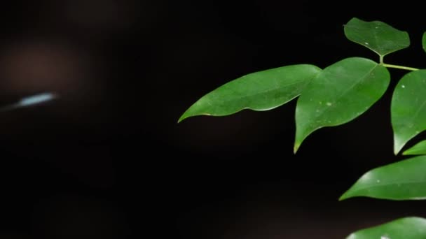 Resting Leaf Flies Away Return Several Times Heliocypha Biforata Chlorocyphidae — Vídeo de stock