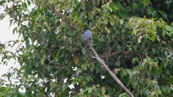 Perched Top Broken Branch Flies Away Ashy Drongo Dicrurus Leucophaeus — Vídeo de Stock