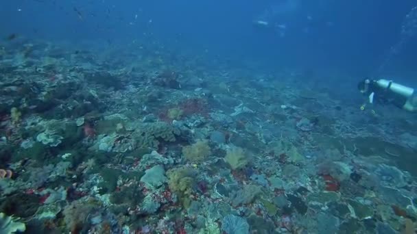 Scuba Diver Swimming Healthy Coral Reef Many Colourful Tropical Fish — Stock Video