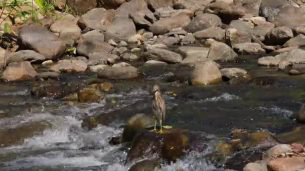 Looking Left While Standing Rock Middle Rushing Stream Hot Day — Vídeos de Stock