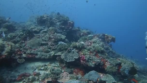 カラフルなサンゴ礁の魚と健康的なサンゴ礁の上でスキューバダイビング — ストック動画