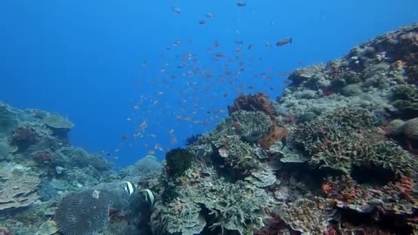 澄んだ水の中で健康的なサンゴの内外に舞う小さな赤いアンシアのサンゴ礁の魚 — ストック動画