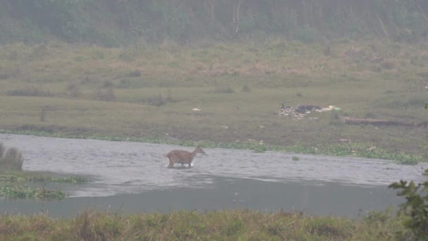 Alguns Veados Atravessando Rio Parque Nacional Chitwan — Vídeo de Stock