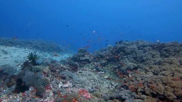 Nadando Sobre Corais Saudáveis Com Pequenos Peixes Recifais Água Cristalina — Vídeo de Stock