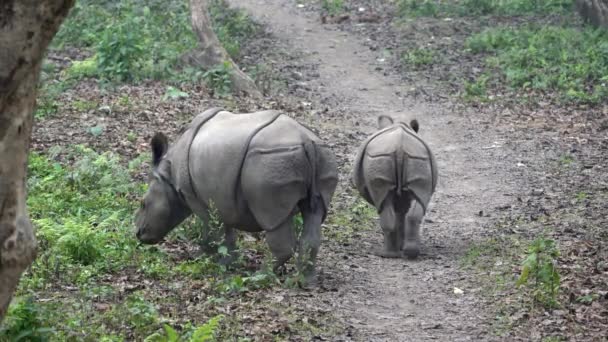 Två Små Vilda Noshörningar Går Stig Djungeln Chitwan National Park — Stockvideo