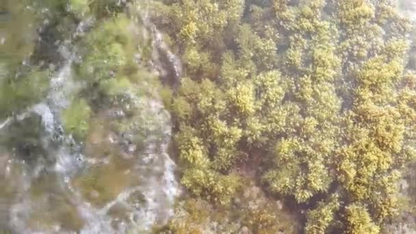 Overhead Aerial Top Seagrass Forest Waving Ocean Wave Crashes — Video Stock