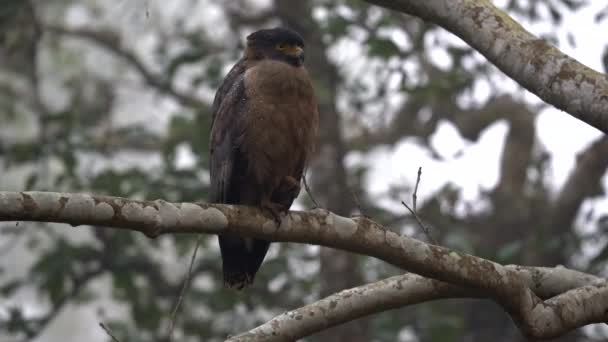 Águila Serpiente Sentada Una Rama Selva — Vídeos de Stock