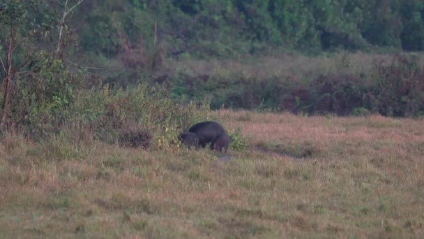 Algunos Jabalíes Enraizándose Algunos Arbustos Parque Nacional Chitwan — Vídeos de Stock