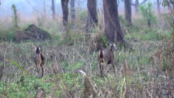 Dos Ciervos Sambar Caminando Hierba Alta Del Parque Nacional Chitwan — Vídeo de stock