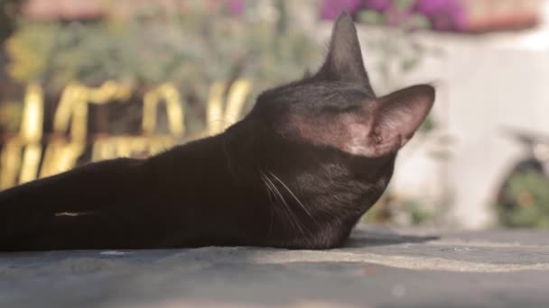 Zeitlupe Nahaufnahme Einer Schwarzen Katze Die Unter Der Sonne Auf — Stockvideo