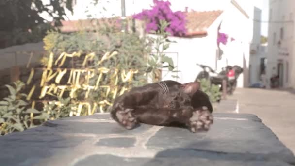 Lassú mozgás, közelről fekete macska nyújtózik a szabadban a nyári nap alatt a városban