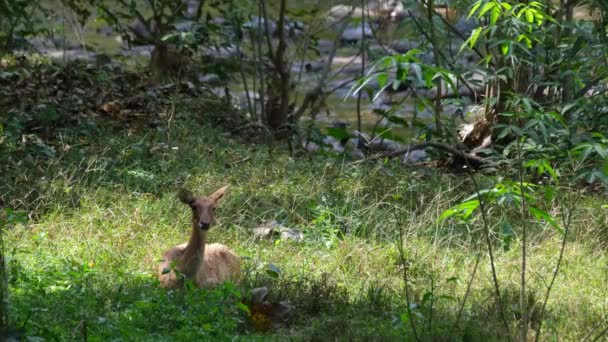 Flapping Its Right Ear Many Times Both Them Tries Drive — Video