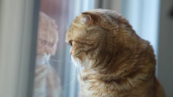 Profile Shot Cute Ginger Scottish Fold Cat Looking Out Window — Stockvideo