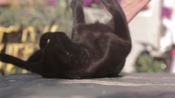 Медленное Движение Закрытие Руки Царапание Черной Кошки Открытом Воздухе — стоковое видео