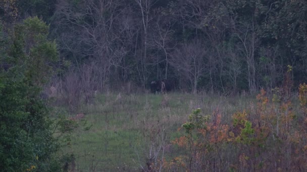 One Coming Out Forest Followed Calves Others Left Frame Gaur — Vídeo de Stock