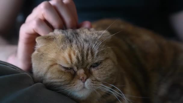 Profilbild Ingefära Scottish Fold Cat Som Smeks Ett Knä Närbild — Stockvideo