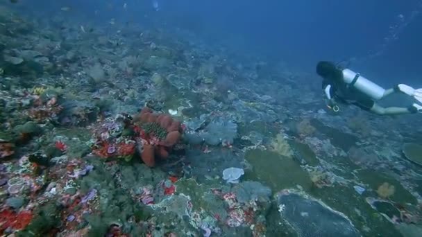 Scuba Divers Swimming Healthy Coral Reef — Vídeo de Stock
