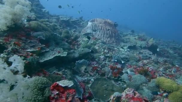 Deriva Sobre Recife Coral Saudável Com Peixes Recife Coloridos Nos — Vídeo de Stock