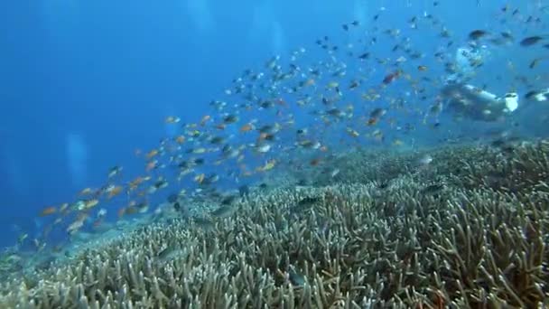 在珊瑚礁上方的一群五彩斑斓的珊瑚礁鱼中间游来游去 背景是一位潜水者 — 图库视频影像