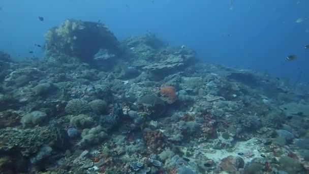 Diving Healthy Coral Reef Colourful Reef Fish — Stock Video