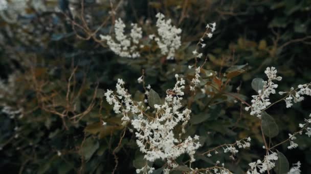 Abeja Frente Flor Blanca Proceso Polinización Asistido Por Una Abeja — Vídeo de stock