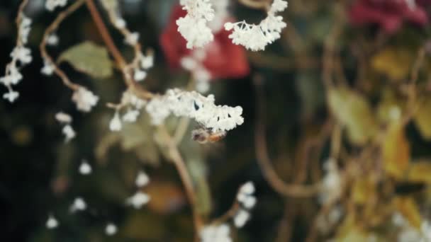 Méhecske Fehér Virág Előtt Méhek Virágzó Fához Repülnek Beporzás Folyamatát — Stock videók