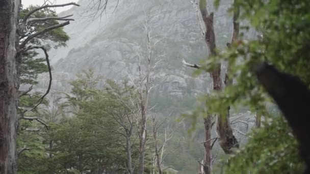 手前に原生林のある山の嵐 — ストック動画