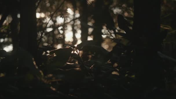 Aurinko Läpi Varjostettu Oksat Lehdet Auringonlaskun — kuvapankkivideo