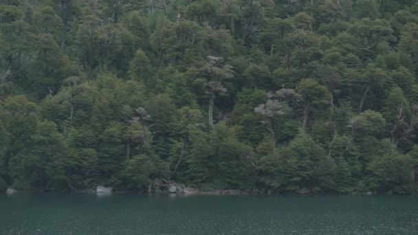 Bosque Nativo Cerca Del Borde Lago — Vídeos de Stock