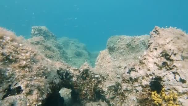 Floating Shallow Rocky Seabed Small Fish Corals Croatia — Vídeos de Stock