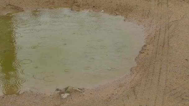 看到雨滴落在地上的水坑里 恶劣天气或春季概念 — 图库视频影像