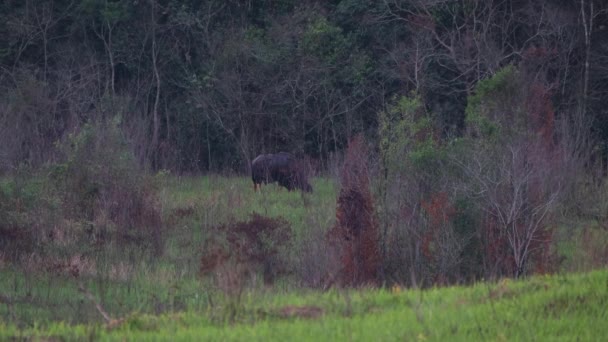 Individual Seen Moving Right While Grazing Just Dark Forest Gaur — Vídeos de Stock