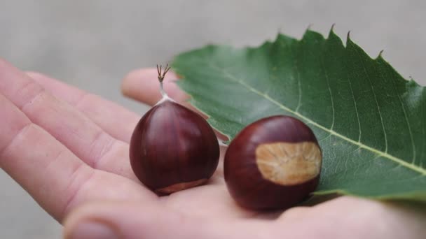 Δύο Κάστανα Και Ένα Πράσινο Φύλλο Στο Χέρι Κλείσε — Αρχείο Βίντεο