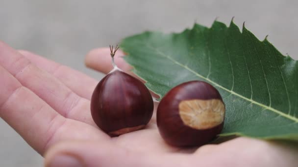Two chestnuts and a green leaf held on hand. Close up