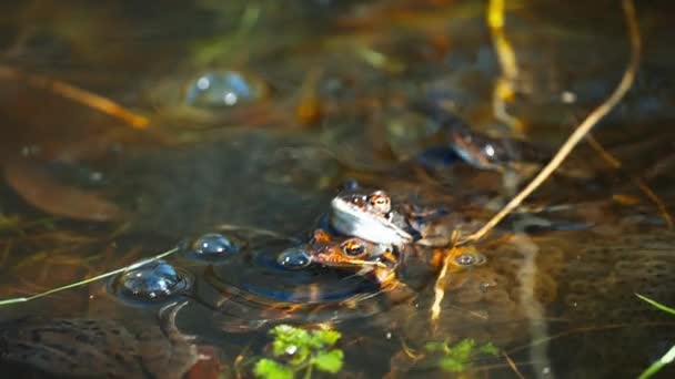 Mağripli Kurbağanın Üzerinde Dişiyle Çiftleşmesi Statik Gün — Stok video