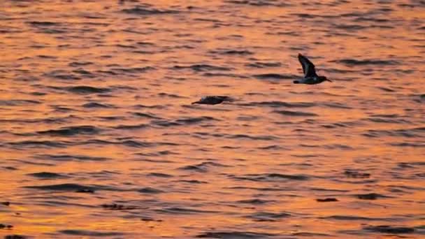 Tracking Shot Two Eurasian Oystercatcher Flying Orange Sea Water Sunset — ストック動画