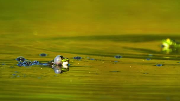 Close Two Moor Frog Swimming Swamp Water Focus Foreground Day — Video Stock