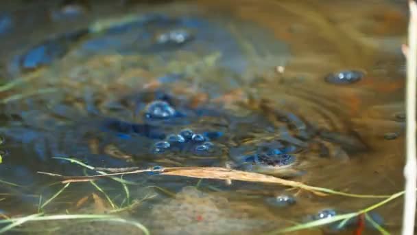 High Angle View Moor Frog Looking Camera Sinks Underwater Creating — Stockvideo