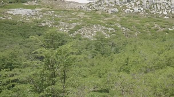 General View Native Forest Granite Boulders — Stockvideo