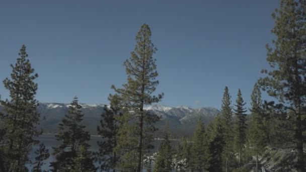 Douglas Fir Trees Front Lake Tahoe Mountains All Drift Driver — Stockvideo