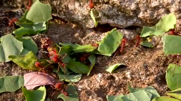 Atta Género Hormigas Perteneciente Subfamilia Myrmicinae — Vídeo de stock