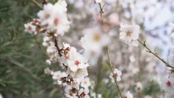 Flores Flores Brancas Que Movem Vento Câmera Lenta — Vídeo de Stock